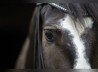 Deutsches Sportpferd, Wallach, 3 Jahre, 172 cm, Brauner