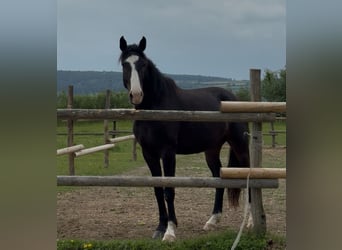 Deutsches Sportpferd, Wallach, 3 Jahre, 172 cm, Brauner