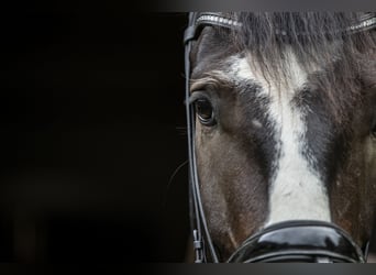 Deutsches Sportpferd, Wallach, 3 Jahre, 172 cm, Brauner