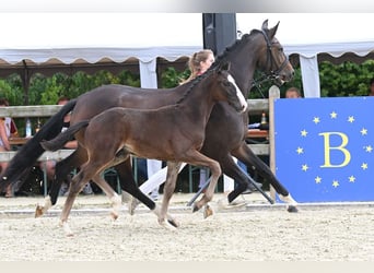 Deutsches Sportpferd, Wallach, 3 Jahre, 172 cm, Brauner