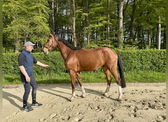 Deutsches Sportpferd, Wallach, 3 Jahre, 172 cm, Brauner