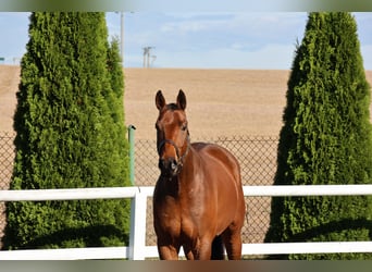 Deutsches Sportpferd, Wallach, 3 Jahre, 172 cm, Brauner