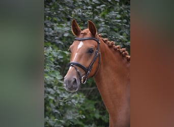 Deutsches Sportpferd, Wallach, 3 Jahre, 172 cm, Dunkelfuchs