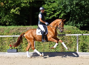 Deutsches Sportpferd, Wallach, 3 Jahre, 172 cm, Fuchs