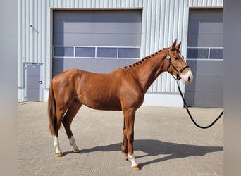 Deutsches Sportpferd, Wallach, 3 Jahre, 172 cm, Fuchs