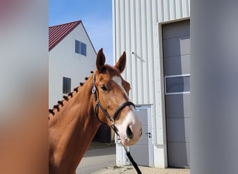 Deutsches Sportpferd, Wallach, 3 Jahre, 172 cm, Fuchs