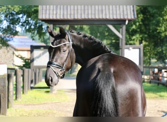 Deutsches Sportpferd, Wallach, 3 Jahre, 172 cm, Rappe