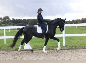 Deutsches Sportpferd, Wallach, 3 Jahre, 172 cm, Rappe