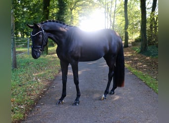 Deutsches Sportpferd, Wallach, 3 Jahre, 172 cm, Rappe