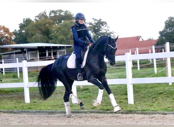 Deutsches Sportpferd, Wallach, 3 Jahre, 172 cm, Rappe
