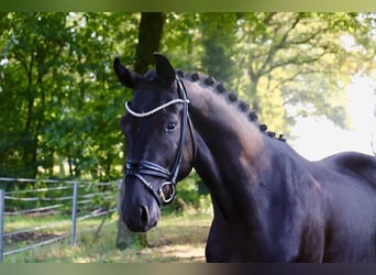 Deutsches Sportpferd, Wallach, 3 Jahre, 172 cm, Rappe
