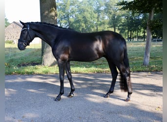 Deutsches Sportpferd, Wallach, 3 Jahre, 172 cm, Rappe