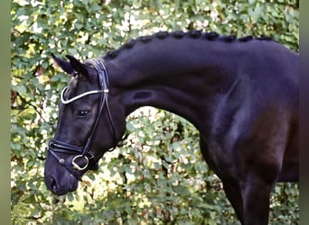 Deutsches Sportpferd, Wallach, 3 Jahre, 172 cm, Rappe