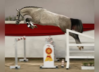 Deutsches Sportpferd, Wallach, 3 Jahre, 172 cm, Schimmel