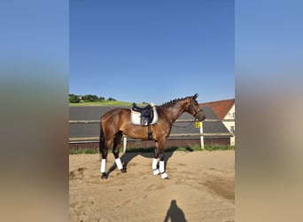Deutsches Sportpferd, Wallach, 3 Jahre, 173 cm, Brauner