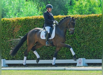 Deutsches Sportpferd, Wallach, 3 Jahre, 173 cm, Dunkelbrauner