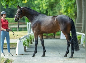 Deutsches Sportpferd, Wallach, 3 Jahre, 173 cm, Dunkelbrauner