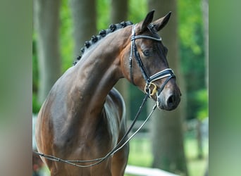 Deutsches Sportpferd, Wallach, 3 Jahre, 173 cm, Dunkelbrauner