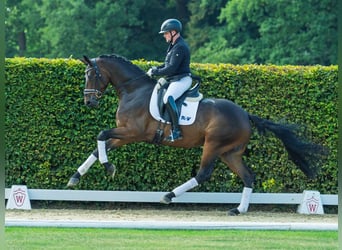 Deutsches Sportpferd, Wallach, 3 Jahre, 173 cm, Dunkelbrauner