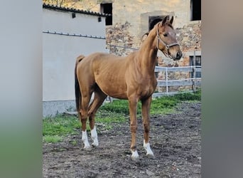 Deutsches Sportpferd, Wallach, 3 Jahre, 173 cm, Dunkelfuchs