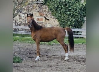 Deutsches Sportpferd, Wallach, 3 Jahre, 173 cm, Dunkelfuchs