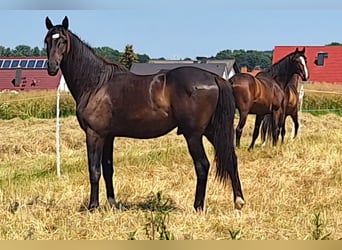 Deutsches Sportpferd, Wallach, 3 Jahre, 174 cm, Dunkelbrauner