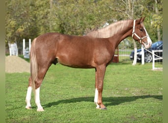 Deutsches Sportpferd, Wallach, 3 Jahre, 174 cm, Hellbrauner