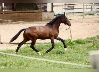 Deutsches Sportpferd, Wallach, 3 Jahre, 175 cm, Brauner