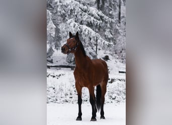 Deutsches Sportpferd, Wallach, 3 Jahre, 175 cm, Rotbrauner