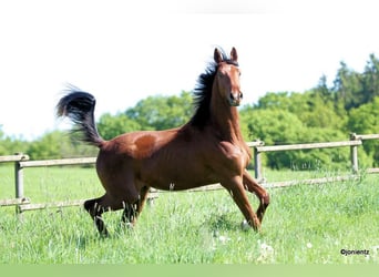 Deutsches Sportpferd, Wallach, 3 Jahre, 178 cm, Fuchs
