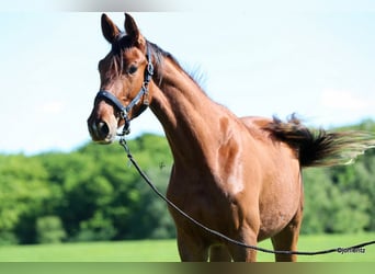 Deutsches Sportpferd, Wallach, 3 Jahre, 178 cm, Fuchs