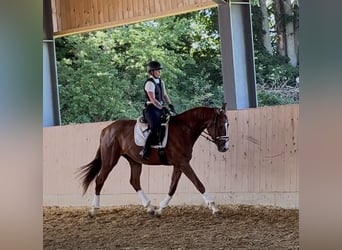 Deutsches Sportpferd, Wallach, 3 Jahre, 178 cm, Fuchs