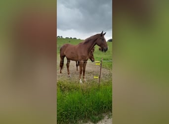 Deutsches Sportpferd, Wallach, 3 Jahre, 178 cm, Fuchs