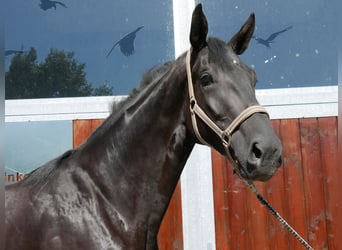 Deutsches Sportpferd, Wallach, 3 Jahre, 181 cm