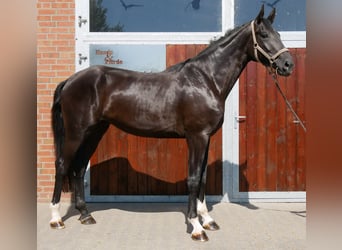 Deutsches Sportpferd, Wallach, 3 Jahre, 181 cm