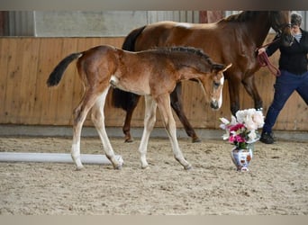 Deutsches Sportpferd, Wallach, 3 Jahre, Brauner