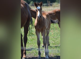Deutsches Sportpferd, Wallach, 3 Jahre, Brauner