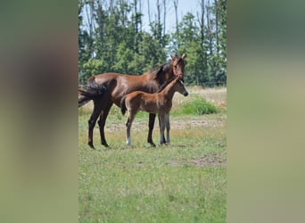 Deutsches Sportpferd, Wallach, 3 Jahre, Brauner