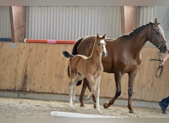 Deutsches Sportpferd, Wallach, 3 Jahre, Brauner