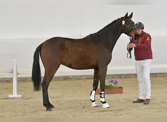 Deutsches Sportpferd, Wallach, 3 Jahre, Dunkelbrauner