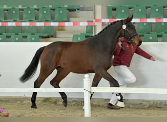 Deutsches Sportpferd, Wallach, 3 Jahre, Dunkelbrauner