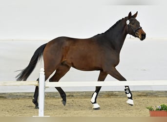 Deutsches Sportpferd, Wallach, 3 Jahre, Dunkelbrauner