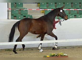 Deutsches Sportpferd, Wallach, 3 Jahre, Dunkelbrauner