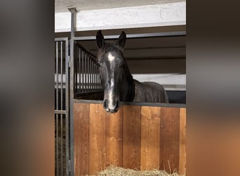 Deutsches Sportpferd, Wallach, 3 Jahre, Dunkelbrauner