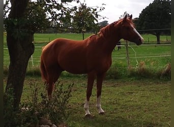 Deutsches Sportpferd, Wallach, 3 Jahre, Fuchs