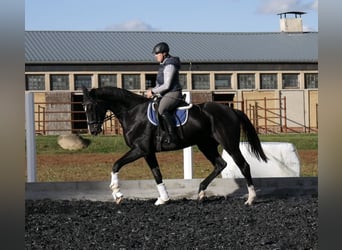 Deutsches Sportpferd, Wallach, 3 Jahre, Rappe