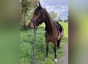Deutsches Sportpferd, Wallach, 4 Jahre, 154 cm, Dunkelbrauner