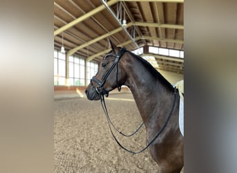 Deutsches Sportpferd, Wallach, 4 Jahre, 155 cm, Dunkelbrauner