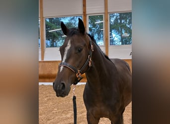 Deutsches Sportpferd, Wallach, 4 Jahre, 156 cm, Brauner