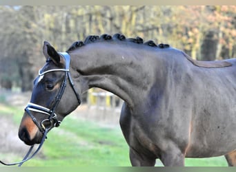 Deutsches Sportpferd, Wallach, 4 Jahre, 158 cm, Brauner